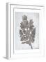 Oak Tree 3-Tina Carlson-Framed Art Print