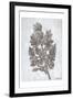 Oak Tree 3-Tina Carlson-Framed Art Print