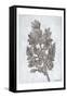 Oak Tree 3-Tina Carlson-Framed Stretched Canvas