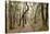 Oak Tree #47-Alan Blaustein-Stretched Canvas