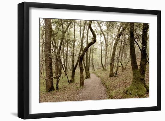 Oak Tree #47-Alan Blaustein-Framed Photographic Print