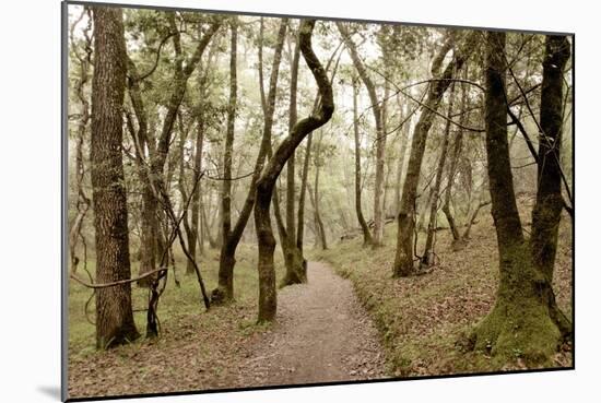 Oak Tree #47-Alan Blaustein-Mounted Photographic Print