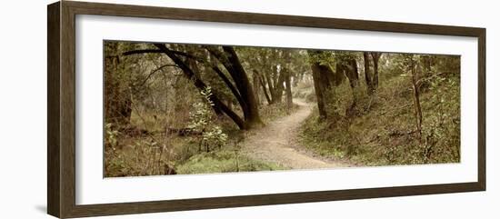 Oak Tree #50-Alan Blaustein-Framed Photographic Print