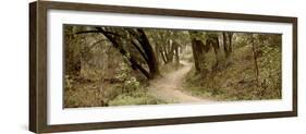 Oak Tree #50-Alan Blaustein-Framed Photographic Print