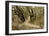 Oak Tree #51-Alan Blaustein-Framed Photographic Print