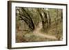 Oak Tree #51-Alan Blaustein-Framed Photographic Print