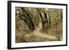 Oak Tree #51-Alan Blaustein-Framed Photographic Print