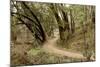 Oak Tree #51-Alan Blaustein-Mounted Photographic Print