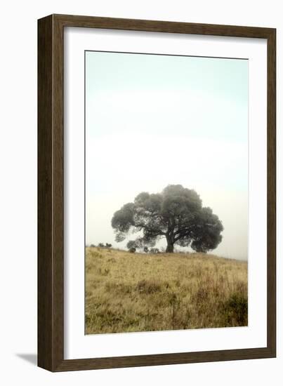 Oak Tree #52-Alan Blaustein-Framed Photographic Print