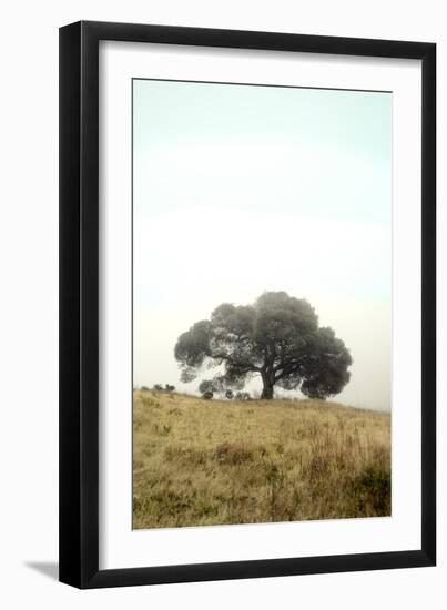 Oak Tree #52-Alan Blaustein-Framed Photographic Print