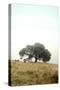 Oak Tree #52-Alan Blaustein-Stretched Canvas