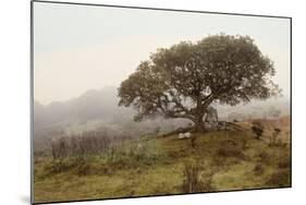 Oak Tree #54-Alan Blaustein-Mounted Photographic Print