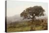 Oak Tree #54-Alan Blaustein-Stretched Canvas