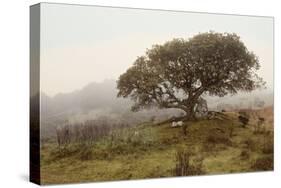 Oak Tree #54-Alan Blaustein-Stretched Canvas