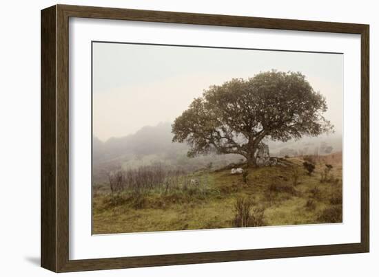 Oak Tree #54-Alan Blaustein-Framed Photographic Print