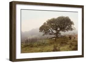 Oak Tree #54-Alan Blaustein-Framed Photographic Print