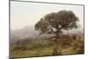 Oak Tree #54-Alan Blaustein-Mounted Photographic Print