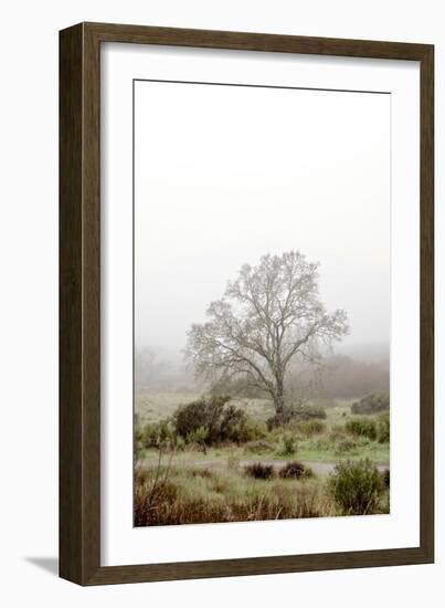 Oak Tree #56-Alan Blaustein-Framed Photographic Print