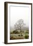 Oak Tree #56-Alan Blaustein-Framed Photographic Print