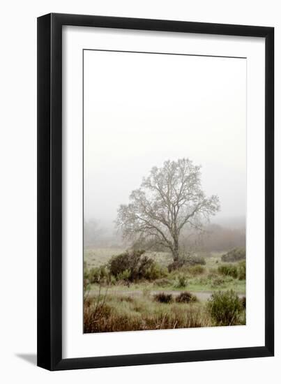 Oak Tree #56-Alan Blaustein-Framed Photographic Print