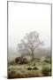 Oak Tree #56-Alan Blaustein-Mounted Photographic Print