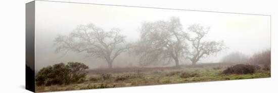 Oak Tree #58-Alan Blaustein-Stretched Canvas