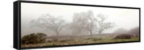 Oak Tree #58-Alan Blaustein-Framed Stretched Canvas