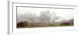 Oak Tree #58-Alan Blaustein-Framed Photographic Print