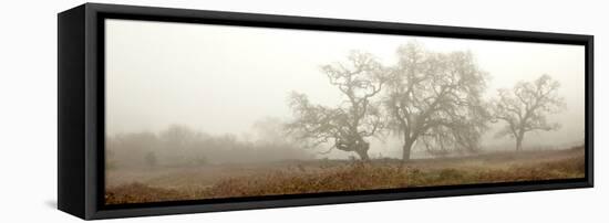 Oak Tree #59-Alan Blaustein-Framed Stretched Canvas