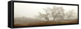 Oak Tree #59-Alan Blaustein-Framed Stretched Canvas