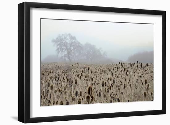 Oak Tree #61-Alan Blaustein-Framed Photographic Print
