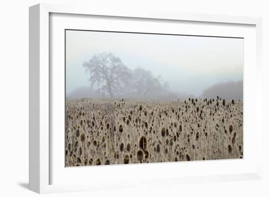 Oak Tree #61-Alan Blaustein-Framed Photographic Print