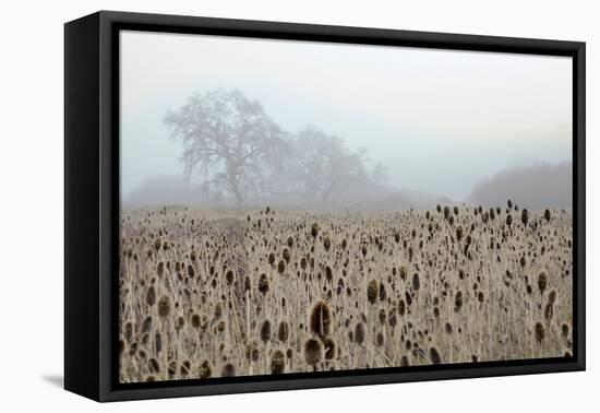 Oak Tree #61-Alan Blaustein-Framed Stretched Canvas