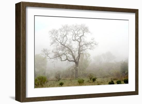 Oak Tree #62-Alan Blaustein-Framed Photographic Print