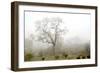 Oak Tree #62-Alan Blaustein-Framed Photographic Print