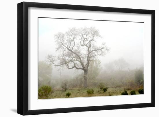 Oak Tree #62-Alan Blaustein-Framed Photographic Print