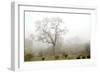 Oak Tree #62-Alan Blaustein-Framed Photographic Print