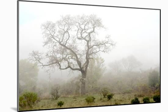 Oak Tree #62-Alan Blaustein-Mounted Photographic Print