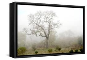 Oak Tree #62-Alan Blaustein-Framed Stretched Canvas