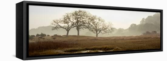 Oak Tree #64-Alan Blaustein-Framed Stretched Canvas