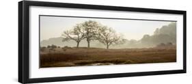 Oak Tree #64-Alan Blaustein-Framed Photographic Print