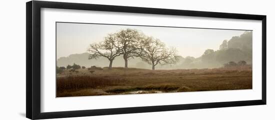 Oak Tree #64-Alan Blaustein-Framed Photographic Print
