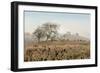 Oak Tree #68-Alan Blaustein-Framed Photographic Print