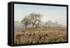 Oak Tree #68-Alan Blaustein-Framed Stretched Canvas