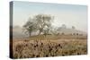 Oak Tree #68-Alan Blaustein-Stretched Canvas