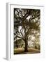 Oak Tree #69-Alan Blaustein-Framed Photographic Print