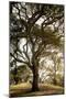 Oak Tree #69-Alan Blaustein-Mounted Photographic Print