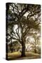 Oak Tree #69-Alan Blaustein-Stretched Canvas