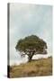 Oak Tree #74-Alan Blaustein-Stretched Canvas