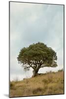 Oak Tree #74-Alan Blaustein-Mounted Photographic Print